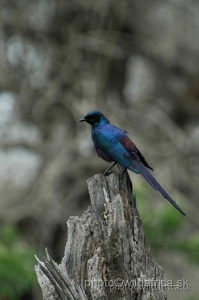 puku rsa 173.jpg - Meves`s Longtailed Starling (Lamprotornis mevesii)